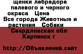 щенки лабрадора палевого и черного окраса › Цена ­ 30 000 - Все города Животные и растения » Собаки   . Свердловская обл.,Карпинск г.